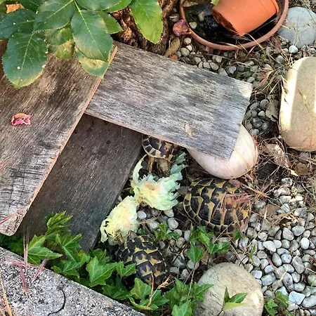 Aquahouse - Villa, Romantica Mansarda E Acquari Σπίτι διακοπών Rignano sullʼArno